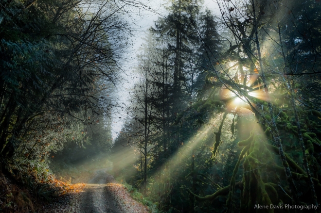 Forest Sunlight Path-9632